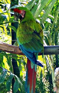 巴福氏金剛鸚鵡 巴福氏金剛鸚鵡