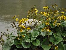 大吳風草生長環境