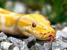 黃金蟒[緬甸蟒蛇的白化突變種]