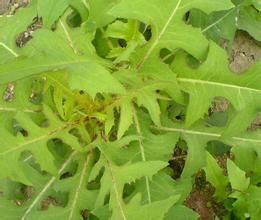 山萵苣原囊菌 山萵苣原囊菌