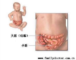 胃柿石症