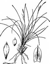 絲葉苔草 絲葉苔草