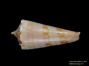 龍柱芋螺 龍柱芋螺