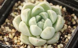 厚葉月影 厚葉月影