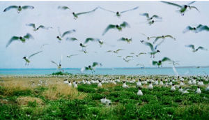 鄂爾多斯遺鷗自然保護區