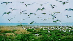 鄂爾多斯遺鷗自然保護區 鄂爾多斯遺鷗自然保護區
