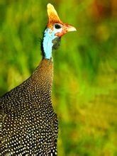 盔頂珠雞 盔頂珠雞