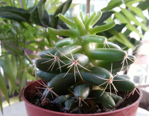 乳突金腰 乳突金腰