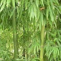 圓錐少穗竹 圓錐少穗竹