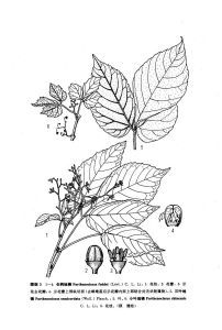 長柄地錦 長柄地錦