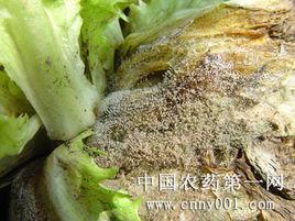 大白菜灰霉病 大白菜灰霉病