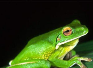 巨人樹蛙 巨人樹蛙