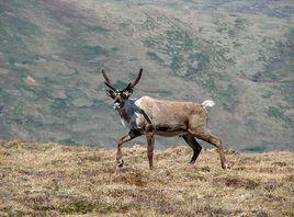 瘠地馴鹿 瘠地馴鹿