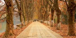 花溪黃金大道 花溪黃金大道