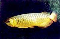 紅尾金龍 紅尾金龍