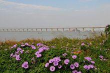 廈深鐵路長沙灣特大橋