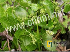 圓齒石油菜 圓齒石油菜