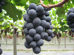 彭山葡萄 彭山葡萄