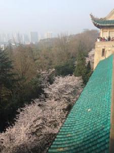 櫻花大道[湖北武漢大學櫻花大道]