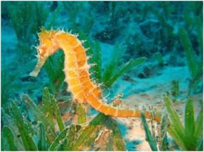 似非而是海馬 似非而是海馬