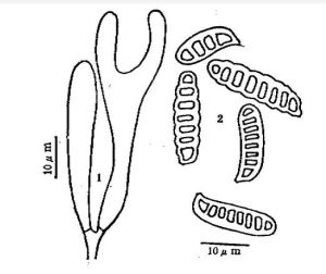 變孢花耳 變孢花耳