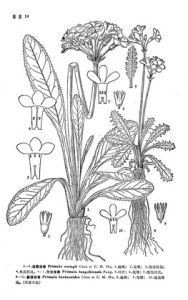 滋圃報春 滋圃報春