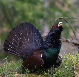 松雞俄羅斯亞種 松雞俄羅斯亞種