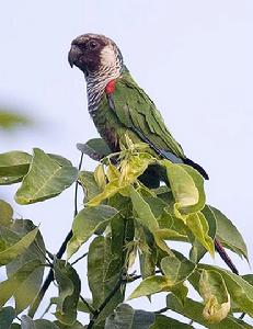 白耳錐尾鸚鵡 白耳錐尾鸚鵡