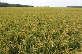 黑龍江省農業科學院佳木斯水稻所 黑龍江省農業科學院佳木斯水稻所