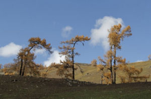 西伯利亞落葉松 西伯利亞落葉松