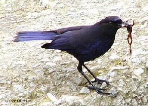 （圖）台灣紫嘯鶇