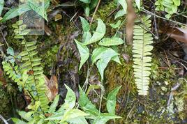 半邊風[西番蓮科植物半邊風]