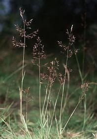 矮小襄穎草(變種) 矮小襄穎草(變種)