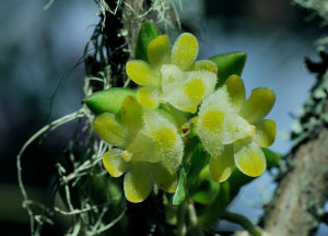 寬唇盆距蘭 寬唇盆距蘭