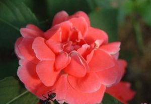 無距鳳仙花（原變種）