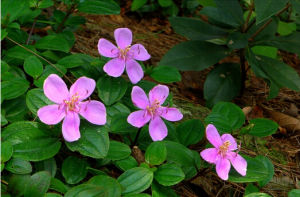 野牡丹屬 野牡丹屬