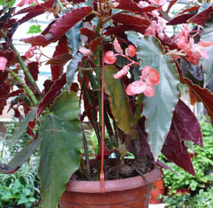 紫秋海棠 紫秋海棠