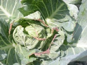 甘藍缺鈣病 甘藍缺鈣病