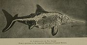（圖）魚龍類化石 - 美國自然歷史博物館