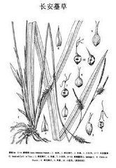 長安薹草 長安薹草