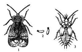 橢圓食粉蟎 橢圓食粉蟎