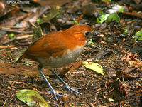 褐背蟻鶇 褐背蟻鶇