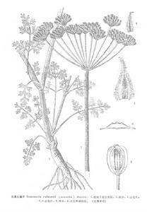 光果大瓣芹 光果大瓣芹