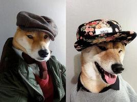 BODHI[美國紐約一條柴犬名字]