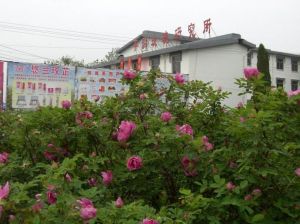 平陰玫瑰研究所玫瑰園 平陰玫瑰研究所玫瑰園