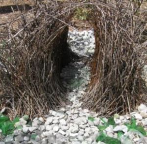 園丁鳥的魅力藝術 園丁鳥的魅力藝術