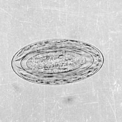 棘頭蟲屬 棘頭蟲屬