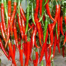 太空辣椒 太空辣椒