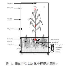 根際沉積 根際沉積