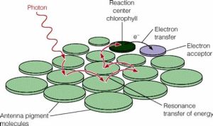 環氧胡蘿蔔素 環氧胡蘿蔔素